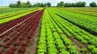 تائید سموم بالا در برگشت صادرات کشاورزی
