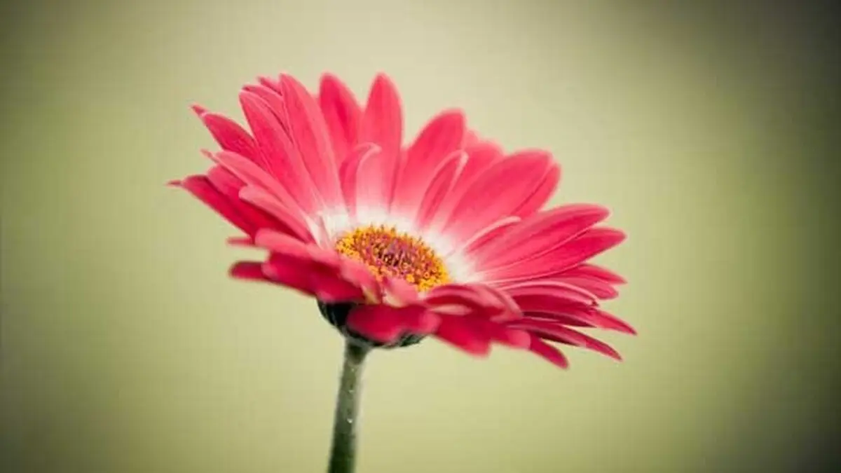 تعبیر خواب گل فروشی برای مجرد و متاهل