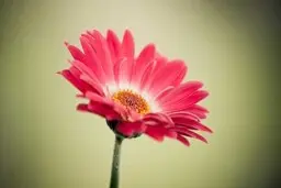 تعبیر خواب گل فروشی برای مجرد و متاهل