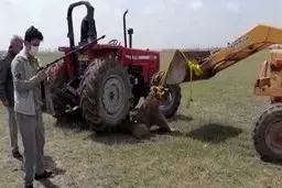 توضیحات سازمان محیط زیست در مورد تلف شدن خرس و پلنگ 
