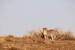 یک یوز ایرانی نام یک خبرنگار زن ایرانی را گرفت