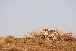 یک یوز ایرانی نام یک خبرنگار زن ایرانی را گرفت