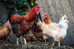 ابتلای انسانی به ویروس آنفلوآنزای پرندگان! 