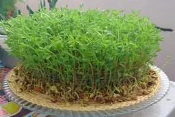 کاشت سبزه عید نوروز با عدس