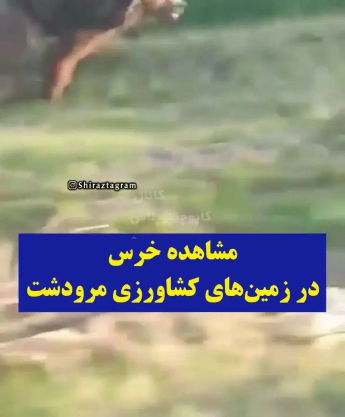 پیدا شدن خرس در زمین‌های کشاورزی مرودشت+ویدئو 