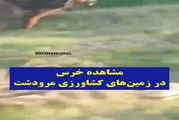 پیدا شدن خرس در زمین‌های کشاورزی مرودشت+ویدئو 