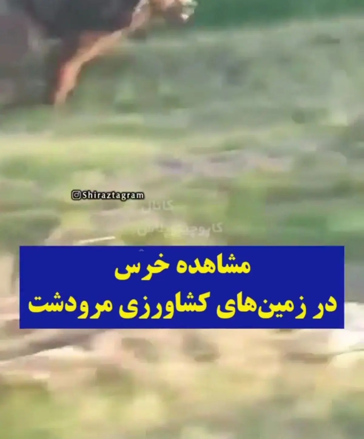 پیدا شدن خرس در زمین‌های کشاورزی مرودشت+ویدئو 