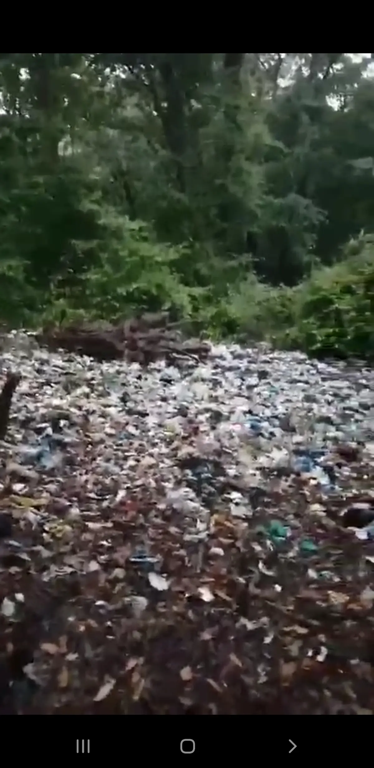 وضعیت زباله در جنگل زرین آباد، مازندران + ویدئو