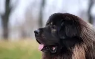 وفادارترین سگ جهان در زلزله ترکیه پیدا شد | هنوز منتظر بازگشت صاحبش است!