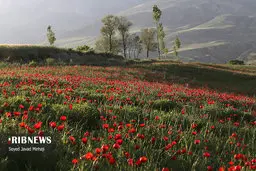 بهشت برین برروی زمین +عکس