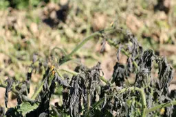 40 هزار میلیارد تومان، خسارت سرمازدگی به باغداران