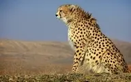 
یوزپلنگ ایرانی در خراسان شمالی مشاهده شد
