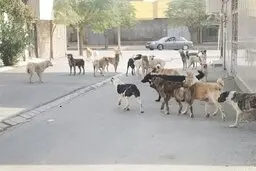 حمله سگ‌های بلاصاحب به دختر ۱۲ ساله در سنندج | پدر کودک از شهرداری شکایت کرد