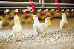 قاتل نامرئی جوجه‌ها | دلار ۴۲۰۰ همچنان قربانی می­‌گیرد