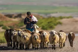 رییس شورای تامین دام: ارمنستان چوپانان ایرانی مسلط به زبان عربی را استخدام می‌کند؛ تلاش دارند بازارهای عراق، کویت، قطر، امارات، عمان و عربستان را تصاحب کنند