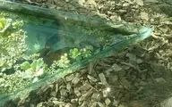 محیط زیست تهران: تمساح مرکز خرید غرب تهران «غیر بومی» است