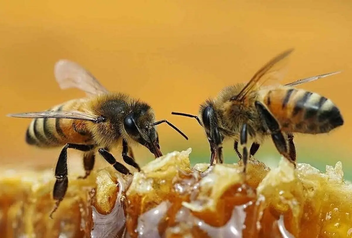 همکاری جالب دو زنبور در باز کردن در نوشابه + ویدئو
