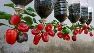 ترفند خلاقانه کاشت فلفل در خانه | کاشت فلفل در خانه فقط با یک موز و بطری نوشابه