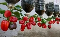 ترفند خلاقانه کاشت فلفل در خانه | کاشت فلفل در خانه فقط با یک موز و بطری نوشابه