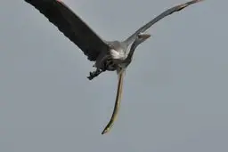 شکارچی به دست شکار خود شکار شد | جوری بهش حمله کرد که پر پر شد! + عکس