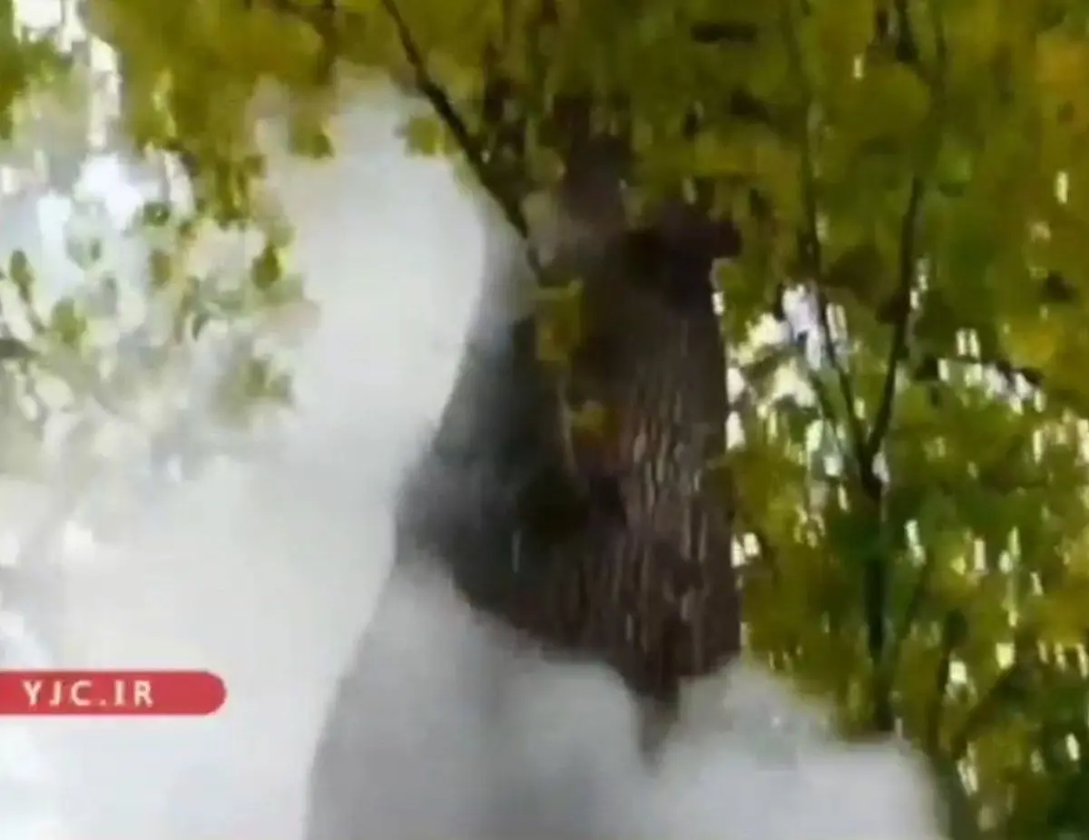 به آتش کشیدن درخت چند صد ساله جنگلی در آمل+ویدئو 