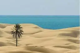 پای نخل مشهور چابهار گازوئیل ریختند تا آن را بخشکانند!+ویدئو