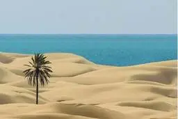 پای نخل مشهور چابهار گازوئیل ریختند تا آن را بخشکانند!+ویدئو