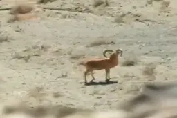 قوچ"اِسپیت کوهی"در منطقه نیکشهر سیستان وبلوچستان + ویدئو