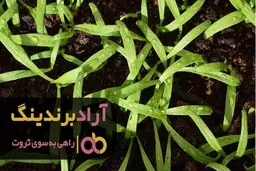 قیمت نهال خرما پیارم اصلاح شده کشت بافت