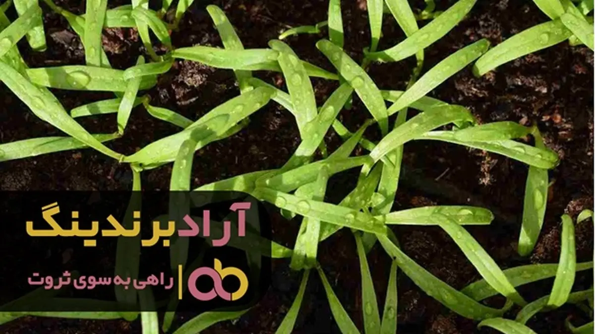 قیمت نهال خرما پیارم اصلاح شده کشت بافت