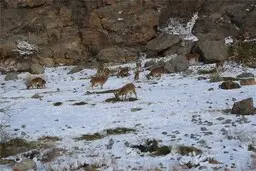 هشدار محیط زیست به شهروندان، احتمال نزدیک شدن حیات وحش به مناطق مسکونی 