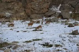 هشدار محیط زیست به شهروندان، احتمال نزدیک شدن حیات وحش به مناطق مسکونی 