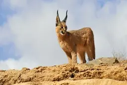 نادرترین گربه سانان ایران | گربه کاراکال چیست؟