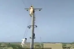 تاب‌سواری عجیب و خطرناک چند نوجوان با سیمهای تیر برق!+ویدئو