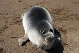 صدای خروپف فُک‌ را شنیده بودید؟+ویدئو 