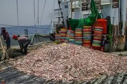 یورش شبانه چین به ذخایر خلیج فارس 