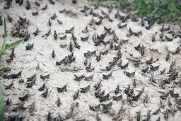 هجوم ۲۰ برابری ملخ‌های صحرایی از مهرماه