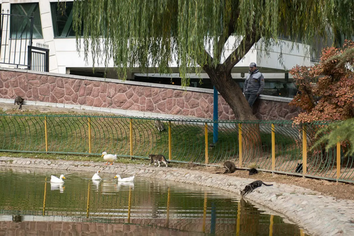 تهران خنک ار میشود | ادامه بارندگی در تهران