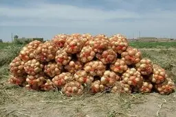 به داد پیازکاران برسید