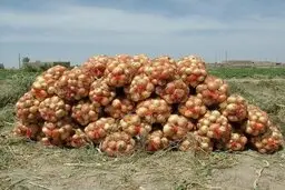 به داد پیازکاران برسید