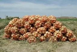 به داد پیازکاران برسید