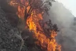 
منابع طبیعی فارس:  عمدی بودن آتش سوزی ممسنی
