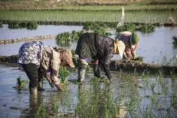 آواز زیبای زنان هنگام نشاء در مازندران + ویدئو 