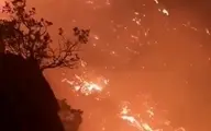 آتش یک به یک درختان را کنار زده و به خاکستر تبدیل می‌کند.