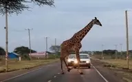 عبور یک زرافه از جاده در کنیا