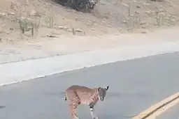 نبرد دیدنی گربه دم کوتاه با مار زنگی خطرناک و سمی+ویدئو