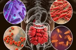 این باکتری‌های خطرناک در روده باعث افسردگی می‌شود | اینارو نخور تا افسرده نشی!