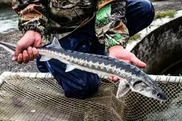 مزرعه پرورش ماهیان خاویاری 