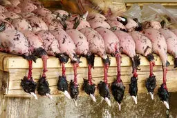 فرش قرمز خونین فریدونکناری ها برای مسافران خارجی | قانون‌گریزی به بهانه امرار معاش