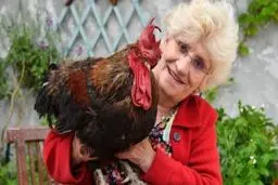 ویروس کرونا | موریس مشهورترین خروس فرانسه در دوره قرنطینه تلف شد.

